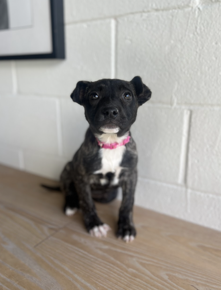 Tippy — Wags and Walks